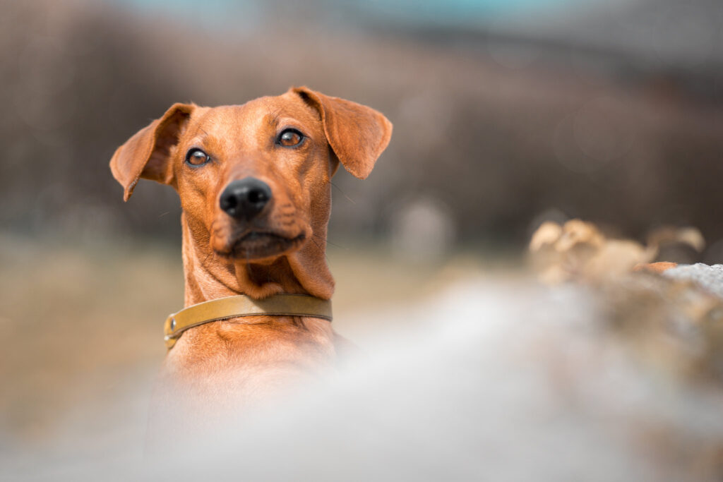 Waleria Portrait