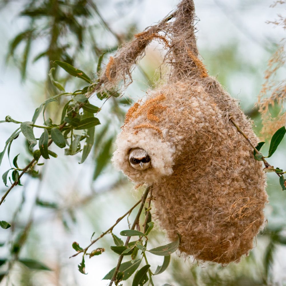 Beutelmeise mit fertigen Nest