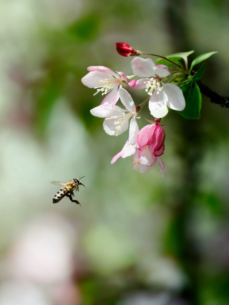 Fliegende Biene bei Kirschenblüte