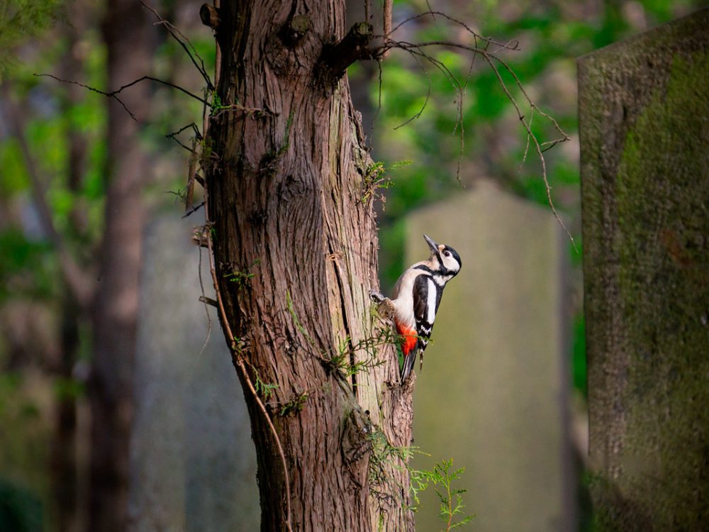 Buntspecht auf Baum