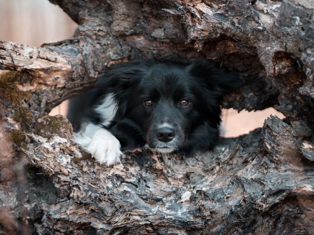 Border Collie der durch einen Baum schaut