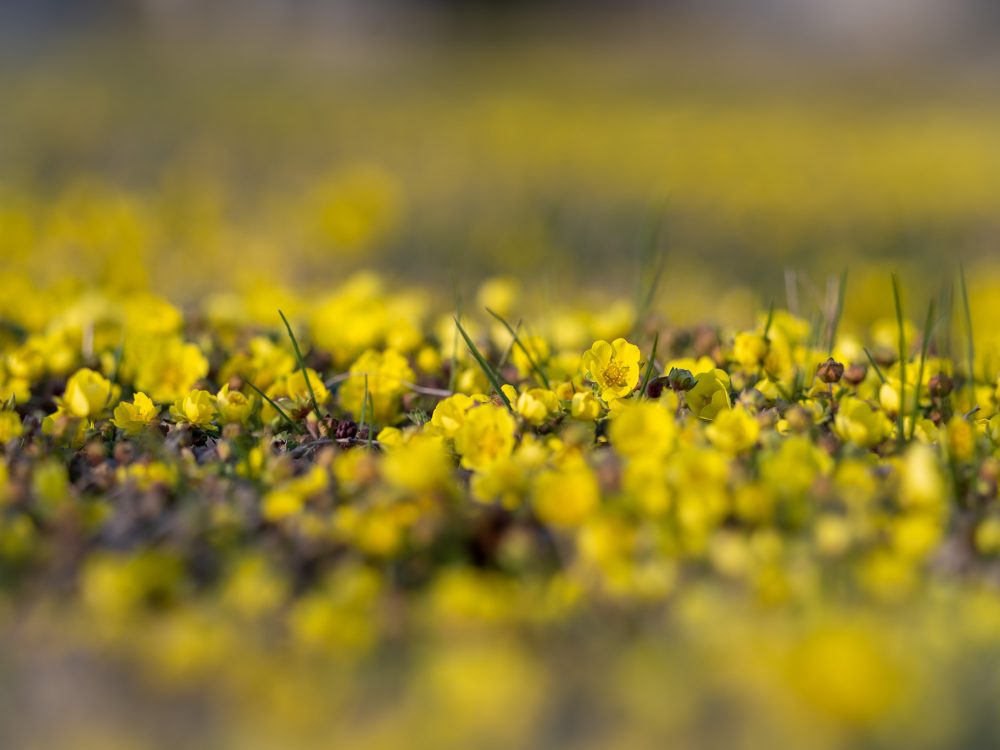Blumen_Friedhof