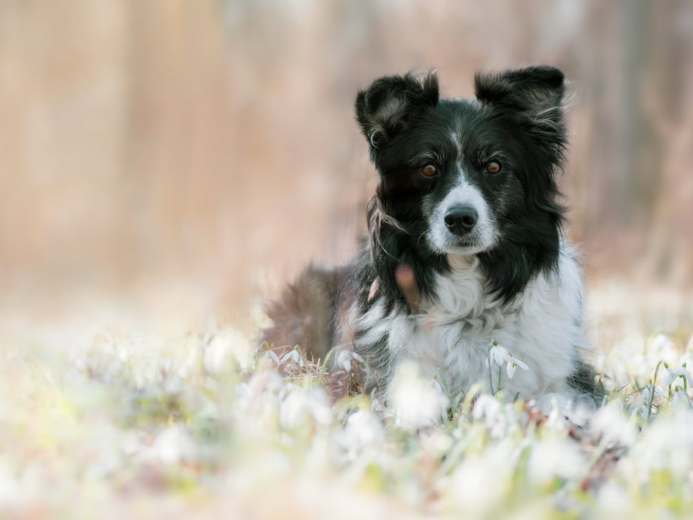 Border_Collie_Schneegloeckchen