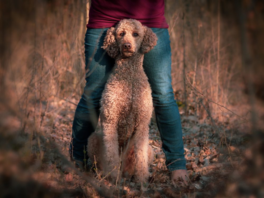 Pudel im Wald