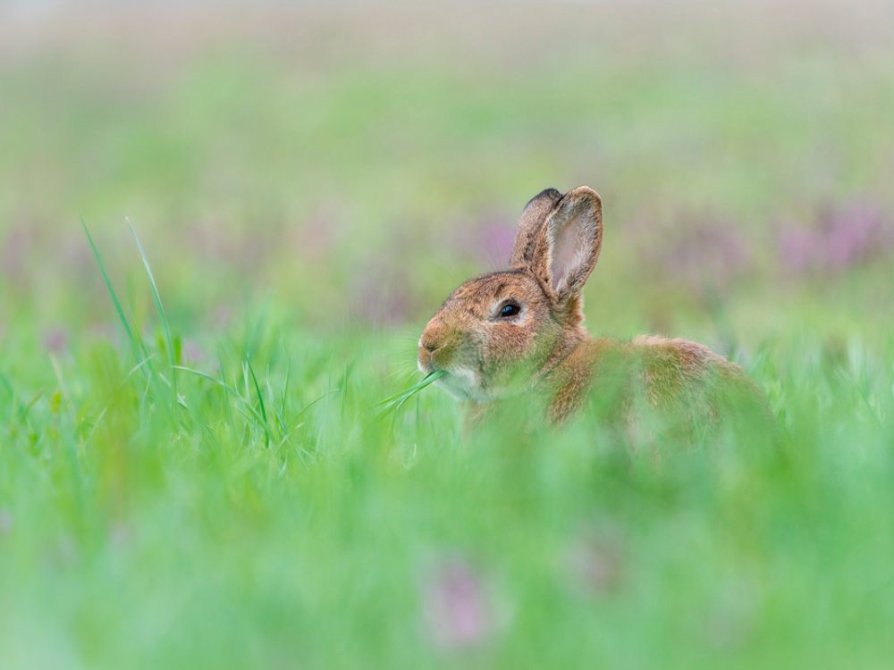 Kaninchen in der Wiese