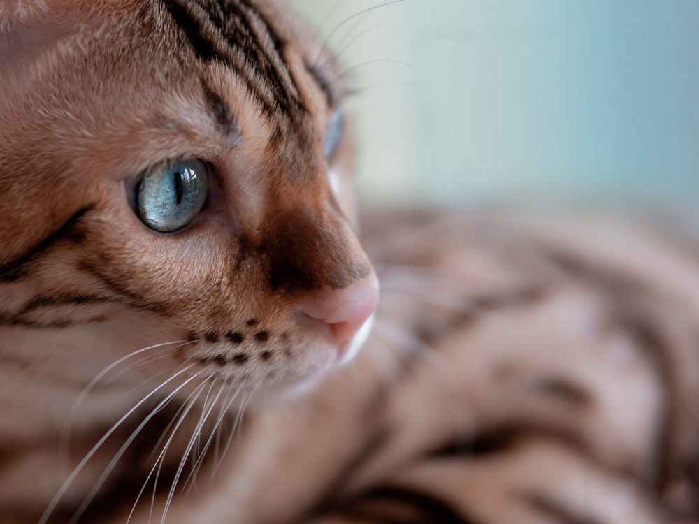 Kater mit blauen Augen