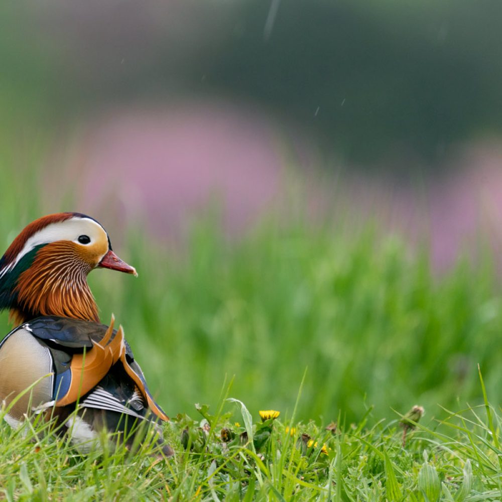 Mandarinente im Regen