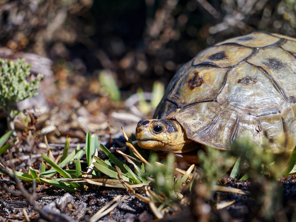 Wilde Schildkröte in Südafrika