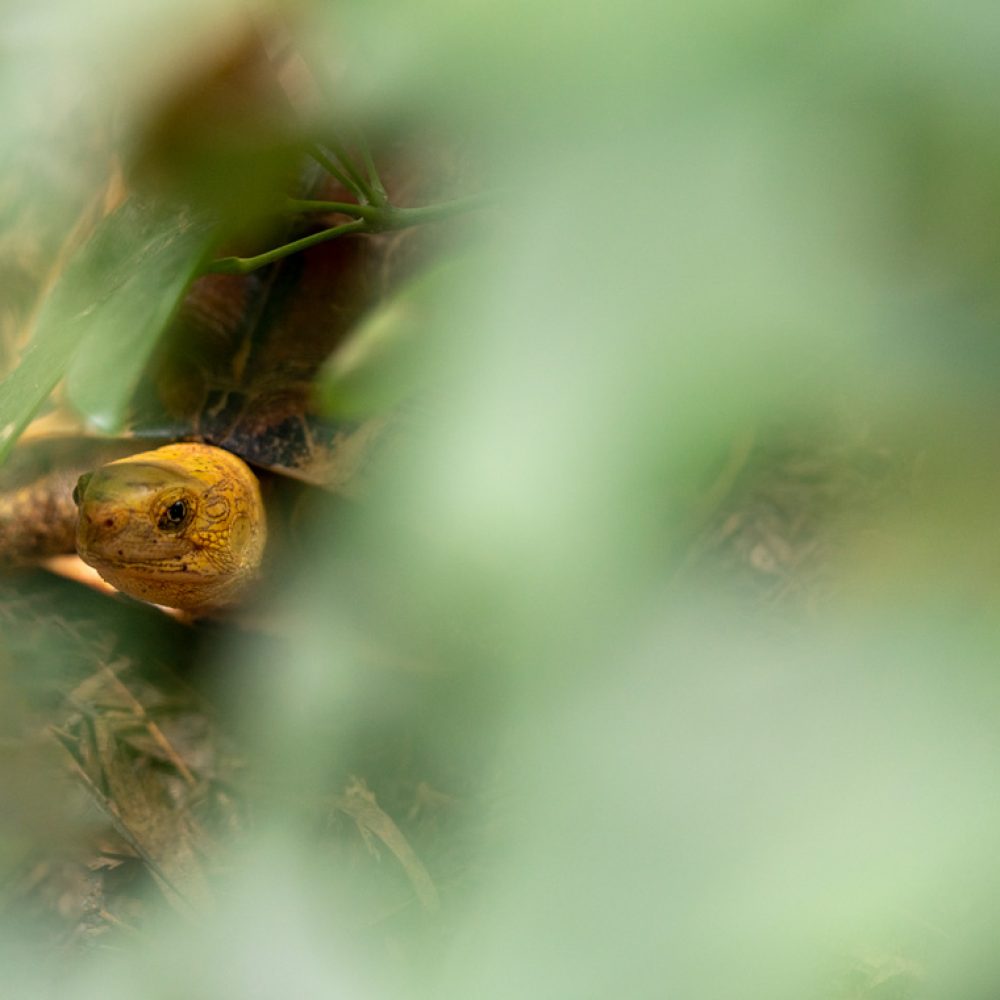 Gelbe Schilkroete versteckt sich unter Blaetter