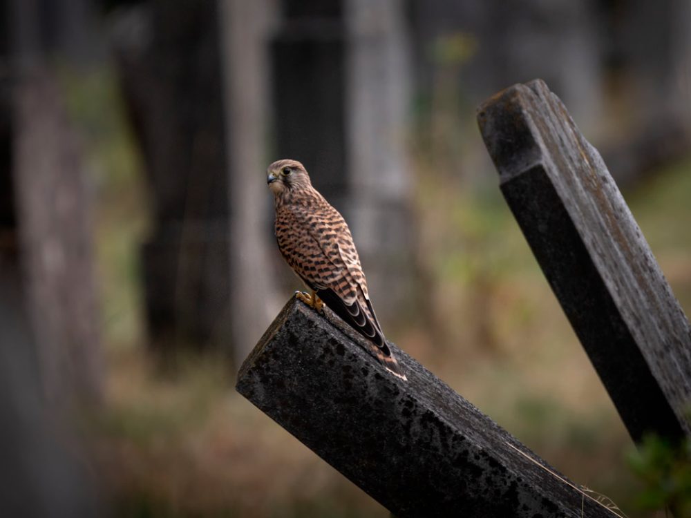 Turmfalke am Zentralfriedhof