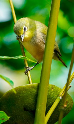 Vogel im Zoo