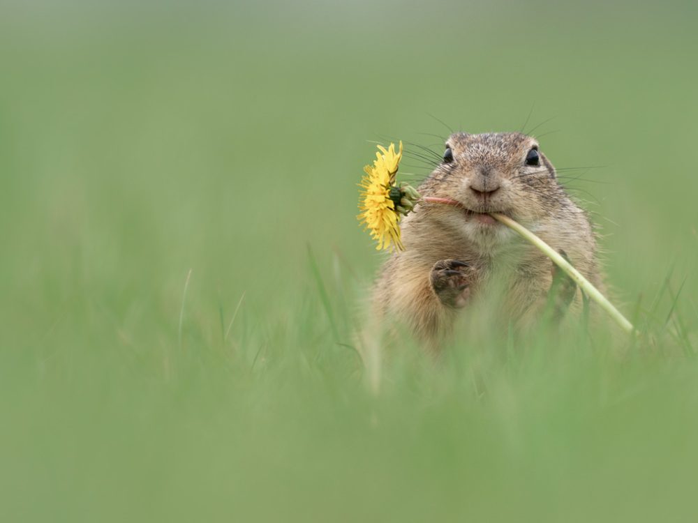 Ziesel mit Blume