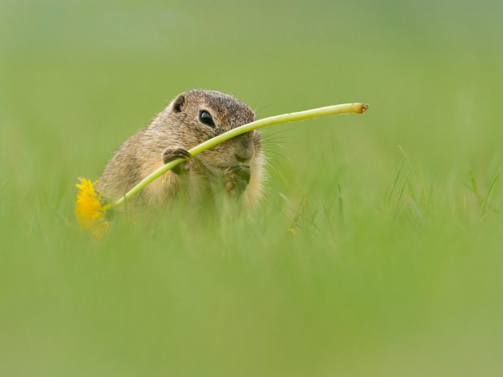 Ziesel mit Blume in der Wiese